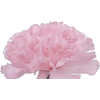 Carnation - 植物 - 