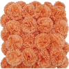 Carnations - Растения - 