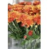 Carnations - Biljke - 