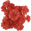 Carnations - Rastline - 