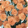 Carnations - Biljke - 