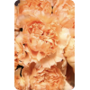 Carnations - Растения - 