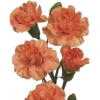 Carnations - Rastline - 