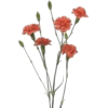 Carnations - Plantas - 