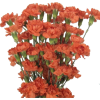Carnations - 植物 - 