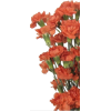 Carnations - Plants - 