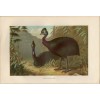 Cassoway bird 1892 illustration - Ilustracije - 