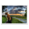 Cat Pastoral Photo - Priroda - 