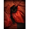 Cat in red - Animales - 