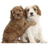 Cavapoo Puppies - Animals - 