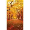 Central Park in the fall - 背景 - 
