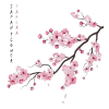 Cherry Blossom - イラスト - 