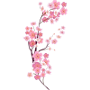Cherry Blossom - イラスト - 