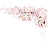 Cherry Blossom - Uncategorized - 