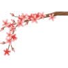 Cherry Blossom - Uncategorized - 