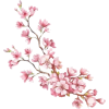 Cherry Blossoms - Ilustracije - 