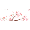 Cherry Blossoms - Uncategorized - 