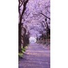 Cherry Blossoms in Japan - Moje fotografie - 