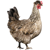 Chicken - Animals - 