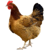 Chicken - Animals - 