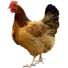 Chicken - Animales - 