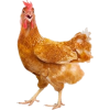 Chicken - Tiere - 