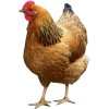 Chicken - Animais - 