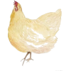 Chicken - 动物 - 