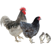 Chicken - Animali - 