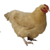 Chicken - Animales - 