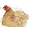 Chicken - Tiere - 