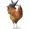 Chicken - Animals - 