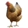 Chicken - Ilustracje - 