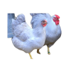 Chickens - Uncategorized - 