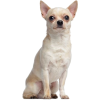 Chihuahua - Animais - 