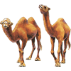 Camels - 動物 - 