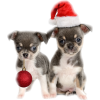 Christmas Animals - Uncategorized - 