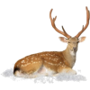 Christmas Deer - Animais - 