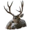 Christmas Deer - Animals - 