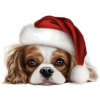 Christmas Dog - Illustrazioni - 