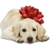 Christmas Dog - 插图 - 