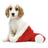 Christmas Dog - Ilustracije - 