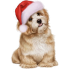 Christmas Dog - Ilustracje - 