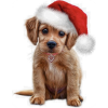 Christmas Dog - Illustrations - 