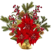 Christmas Flower - 植物 - 