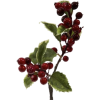 Christmas Holly - Illustrations - 