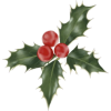 Christmas Holly - Ilustrationen - 