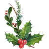 Christmas Holly - Illustrations - 