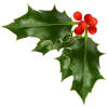 Christmas Holly - Rośliny - 