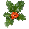 Christmas Holly - Plantas - 